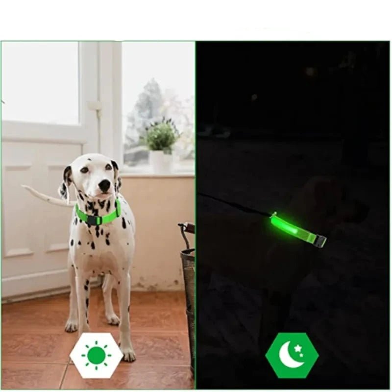 Collier LED rechargeable - Le monde des chiens